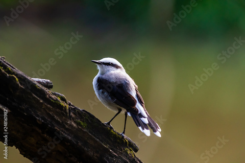 bird on a branch