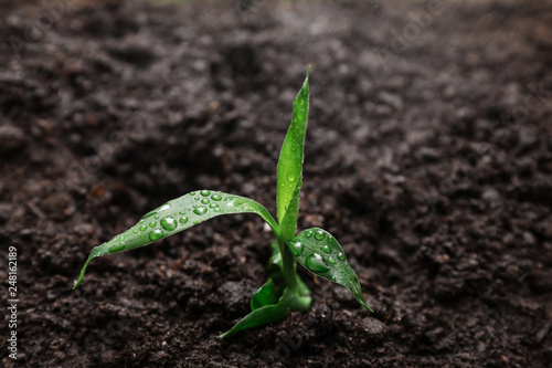 Green sprout in soil outdoors