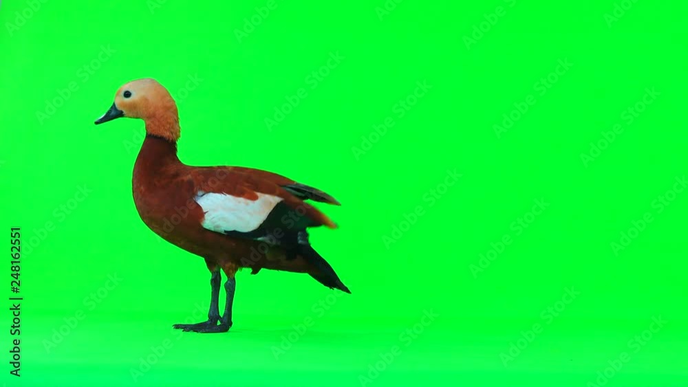 male Beautiful bright red duck (Ogar) cleans feathers, isolated on green screen (In Slavic mythology and Buddhism, this bird was considered sacred) male Beautiful bright red duck (Ogar) cleans feathers, isolated on green screen (In Slavic mythology and Buddhism, this bird was considered sacred)