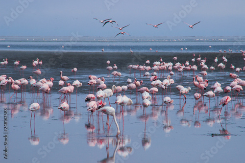 A huge flock of elegant pink flamingos looking for mollusks in the cold waters of the Atlantic Ocean in Africa