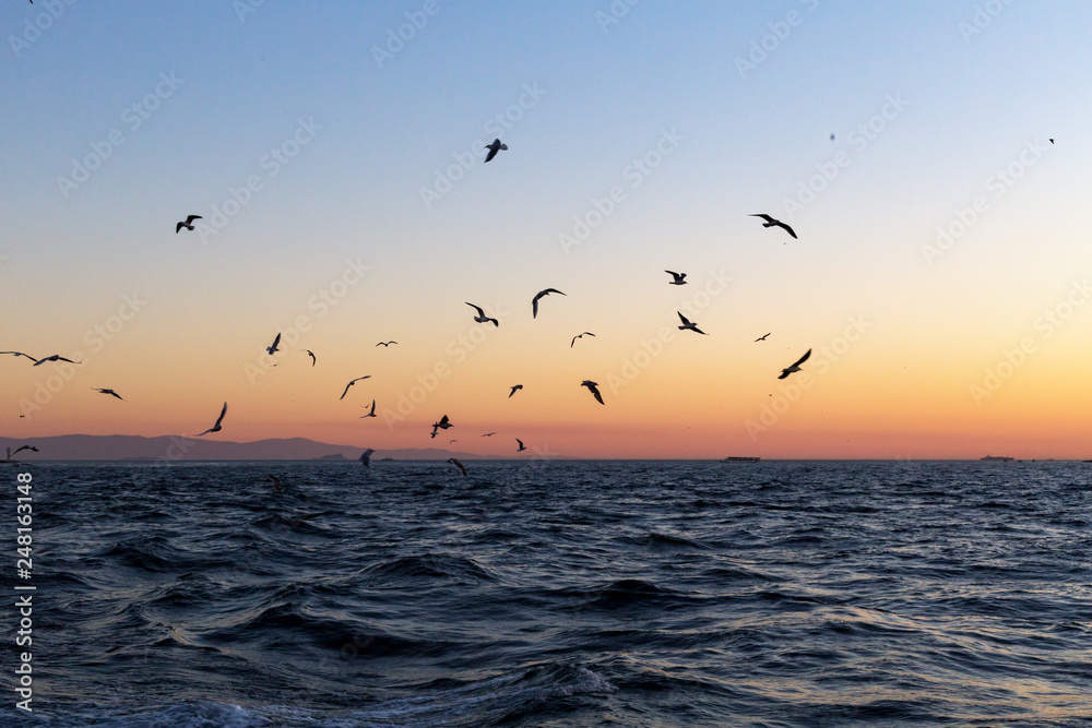 seagulls on sunset