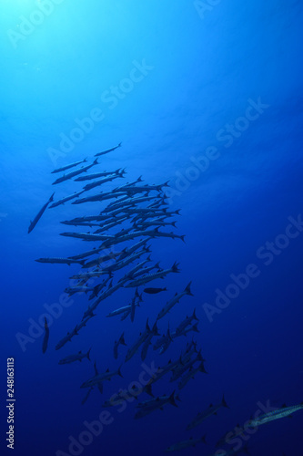 Barracuda school of fish at the Red Sea, Egypt