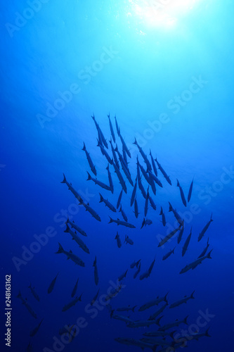 Barracuda school of fish at the Red Sea, Egypt