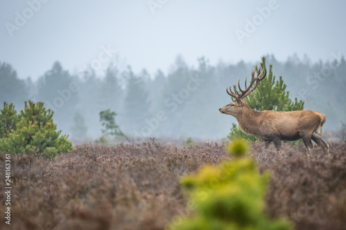 Red deer in the heathland