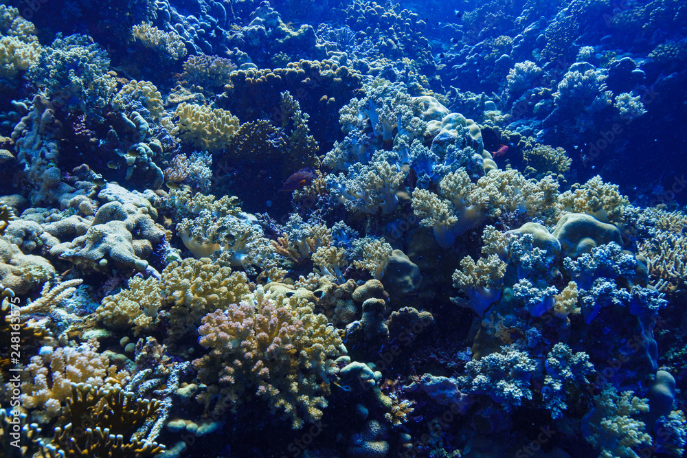 Coral Reef at the Red Sea, Egypt