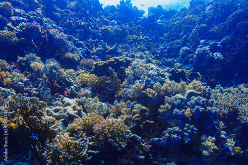 Coral Reef at the Red Sea, Egypt