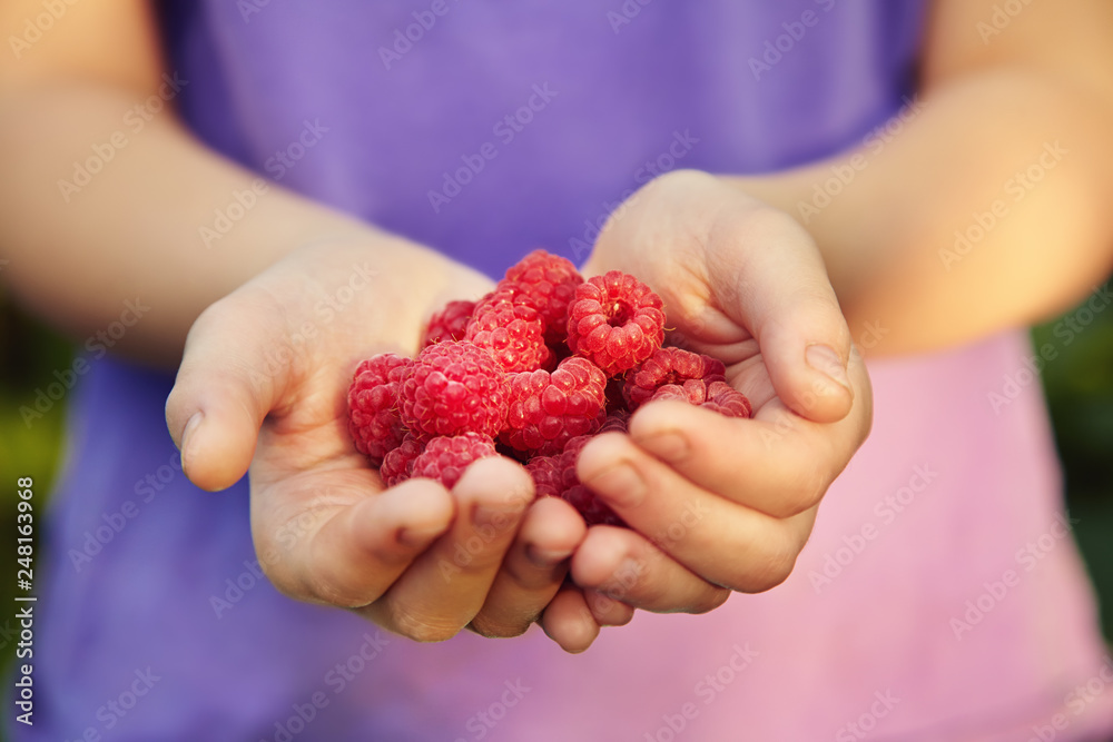 handful of red ripe raspberries in woman hands. berries closeup handful of red ripe raspberries in woman hands. berries closeup