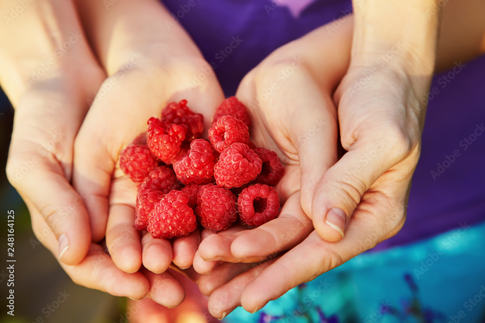 handful of raspberry in the hands a woman and child handful of raspberry in the hands a woman and child