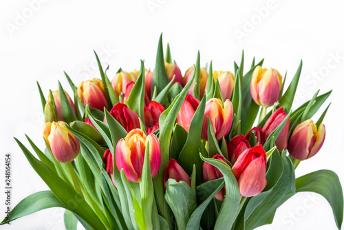 Colorful tulip bouquet isolated on white background. Women's day flowers bunch.