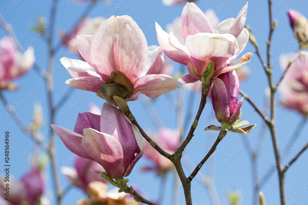 Fototapeta premium Magnolia tree