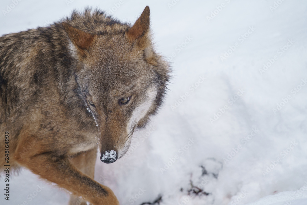 Fototapeta premium lupi abruzzo 2019
