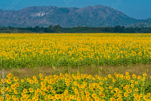 Sunflower field in Thailand.9