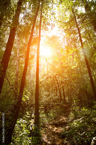 scenic wild forest by sunlight. background forest landscape