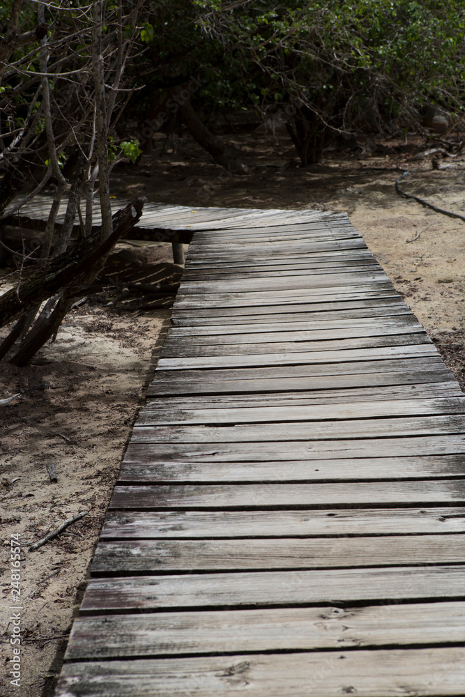 Obraz premium Wooden footbridge in the mangrove forest, Seychelles