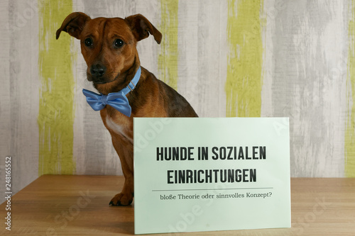 dog with banner