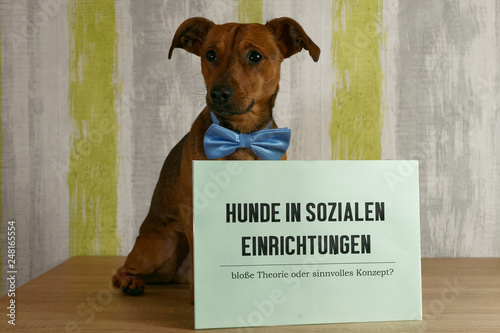 Dogs are true all-rounders in the social sphere: They are not only the best listeners when you want to get rid of your heartache, but also excellent ice breakers in awkward pauses in conversation photo