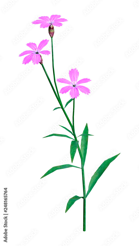 3D Rendering Dianthus Flowers on White 3D Rendering Dianthus Flowers on White