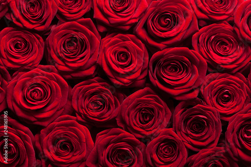 Rote Rosen Hintergrund