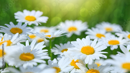 Macro Shot of white daisies in the summer garden.