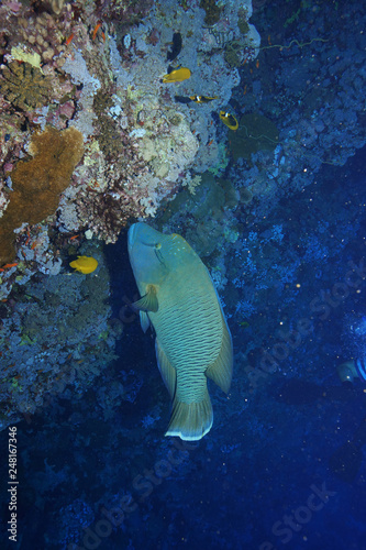 Napoleon fish at the Red Sea  Egypt