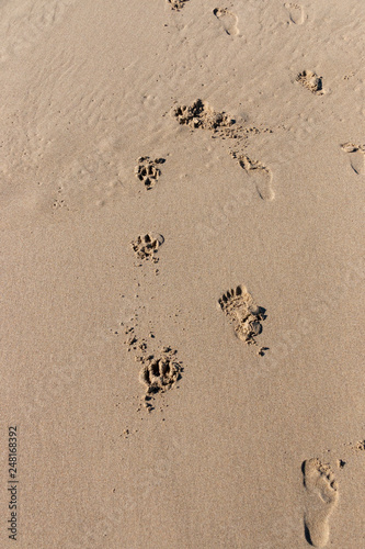 Foot Prints and dog paws