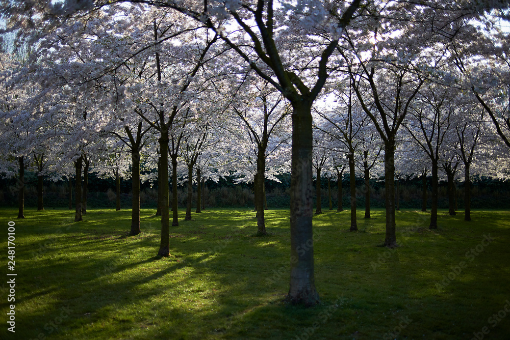 Amazing shots of a cherry blossom park in full bloom in spring sunshine Amazing shots of a cherry blossom park in full bloom in spring sunshine