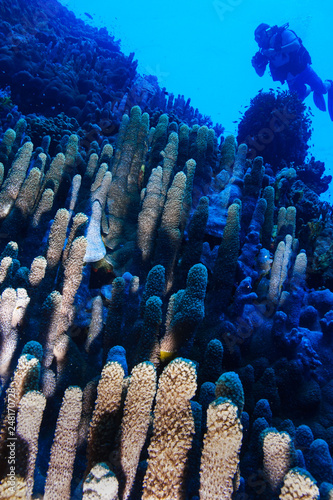 Pillar coral at the Red Sea, Egypt