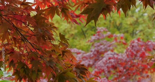 Autumn Leaves, Grasser, Cumbria, England, United Kingdom, Europe   photo