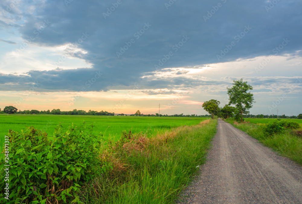 Obraz premium farm grass green