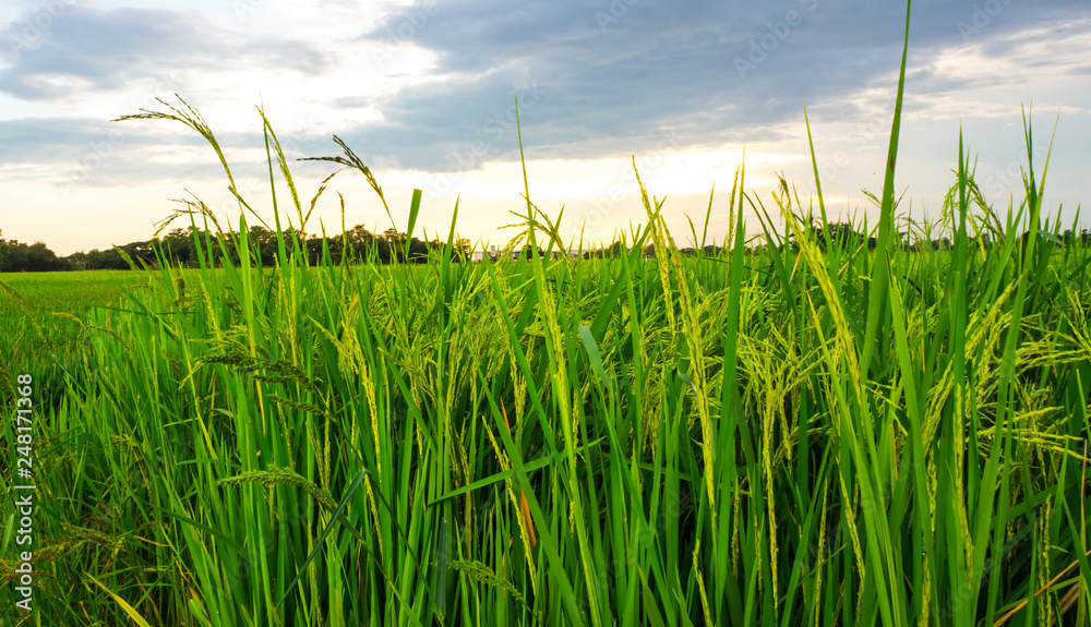 Obraz premium farm grass green