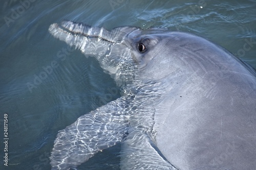 dolphin