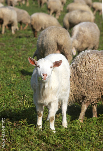 little white goat between sheep © schapinskaja