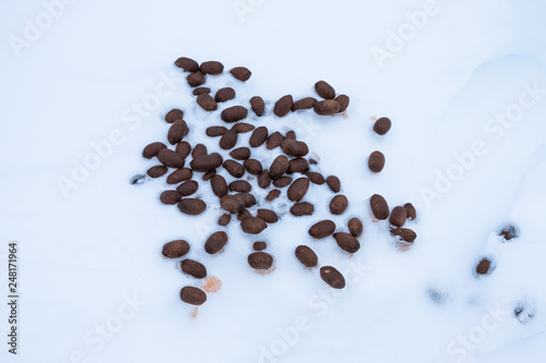 moose dung (elk), Lofotten Islands, Norway