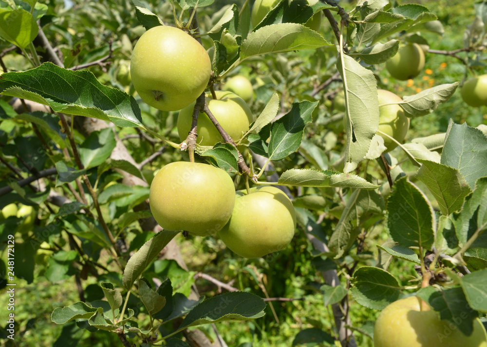 Golden Delicious apple on the apple tree with beautiful summer background. Golden Delicious apple on the apple tree with beautiful summer background.