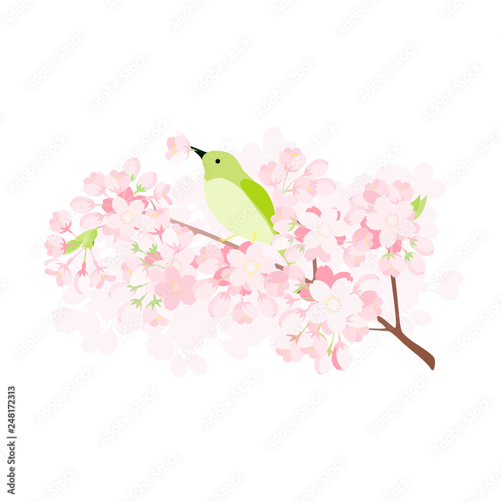ウグイスと桜の枝 Stock イラスト Adobe Stock