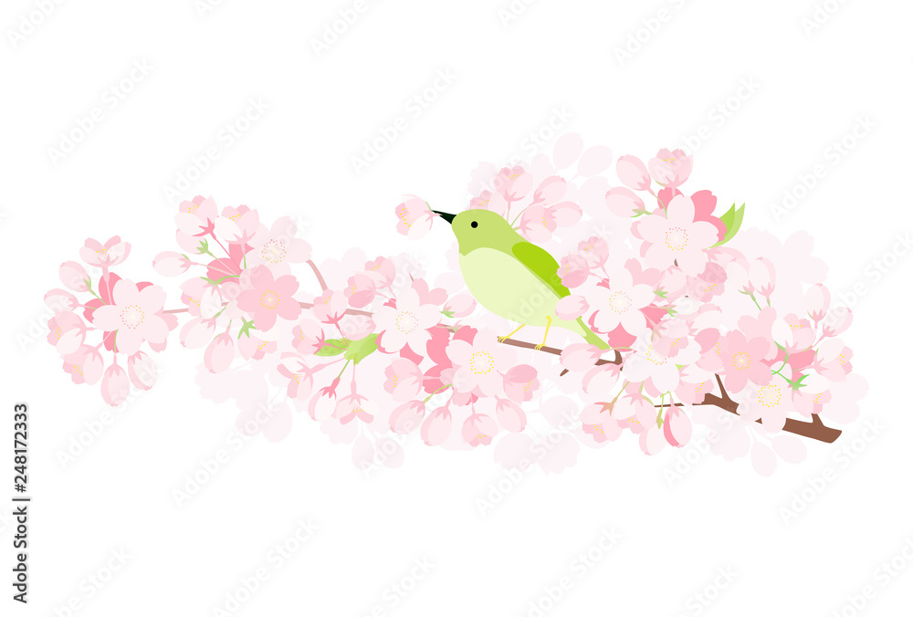 ウグイスと桜の枝 Stock イラスト Adobe Stock