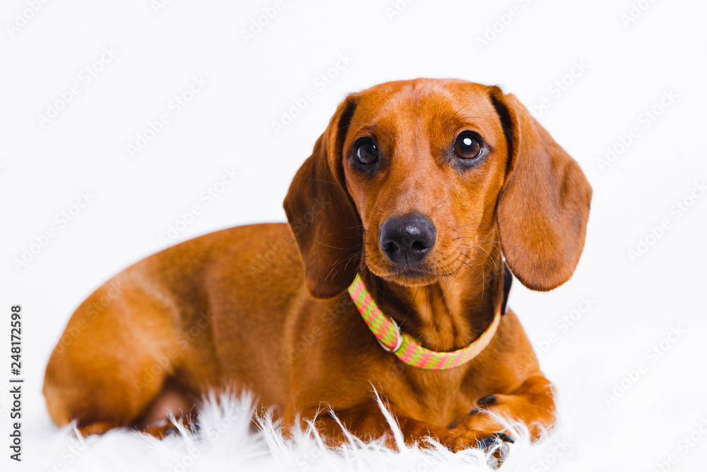 short haired Dachshund Dog isolated over white background