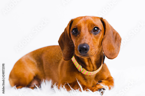 short haired Dachshund Dog isolated over white background © galina_kovalenko