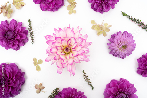 Fototapeta Naklejka Na Ścianę i Meble -  Pink and Purple Dahlia flower flat lay on white background