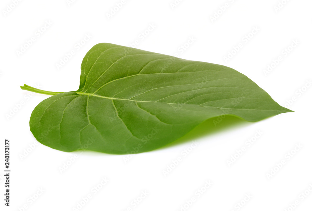 Obraz premium Green leaf on white background.