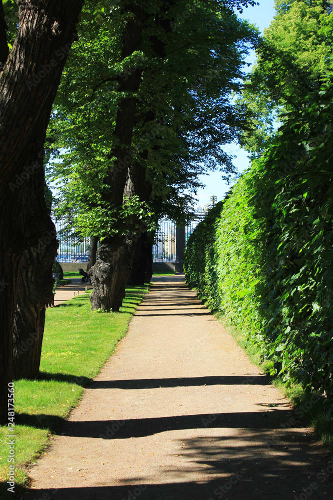 Summer Alley Way Surrounded by Green Trees on Sunny Day at 