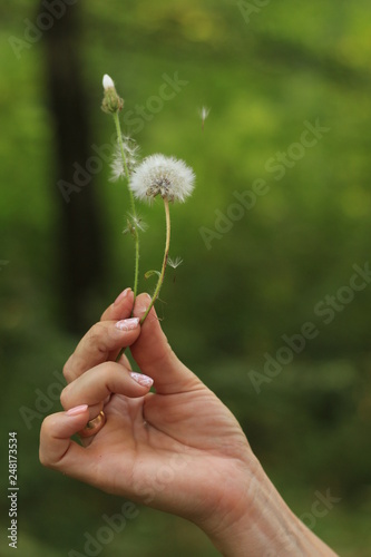 Dandelion in the hand of a girl