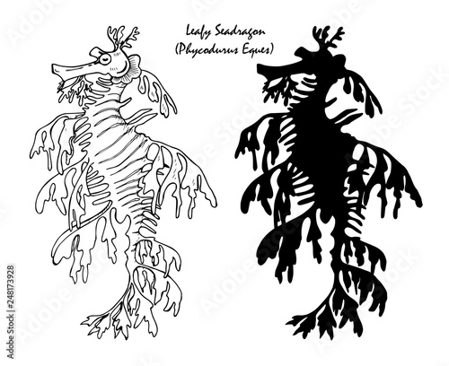 leafy seadragon  black and white illustration