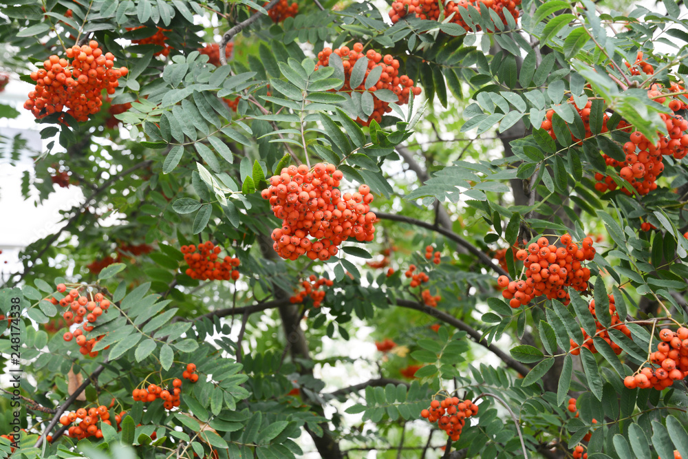 Ripe Rowan Berrries on Rowan Tree Ripe Rowan Berrries on Rowan Tree