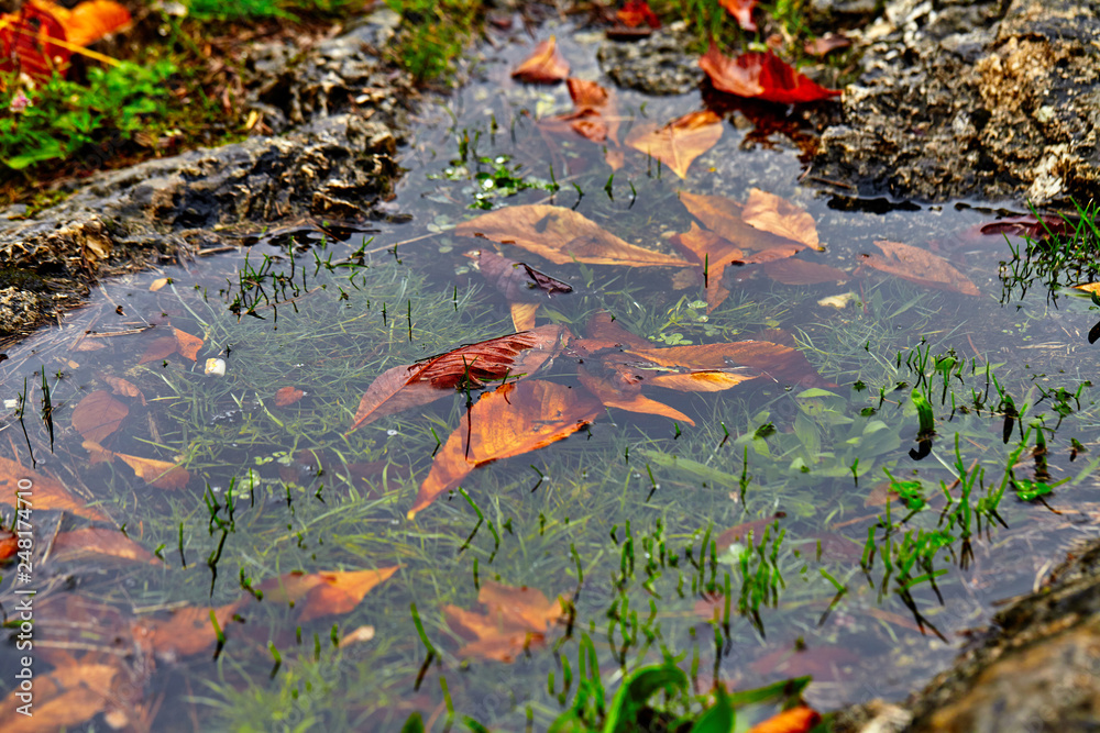 Background of leaves and grass Background of leaves and grass