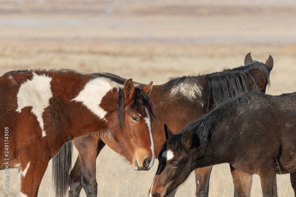 Obraz premium Wild Horses in Winter in Utah
