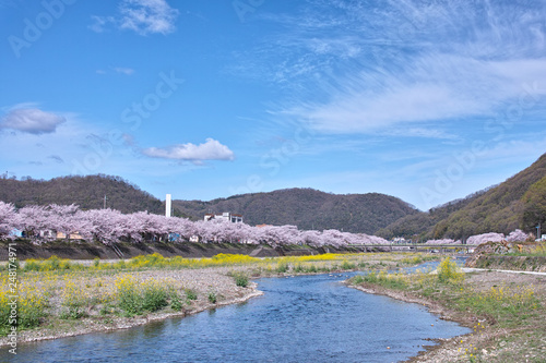 井原堤の桜