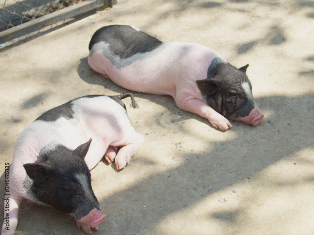 Dwarf piglet couple pink rest in farm, sleeping cute pig Dwarf piglet couple pink rest in farm, sleeping cute pig