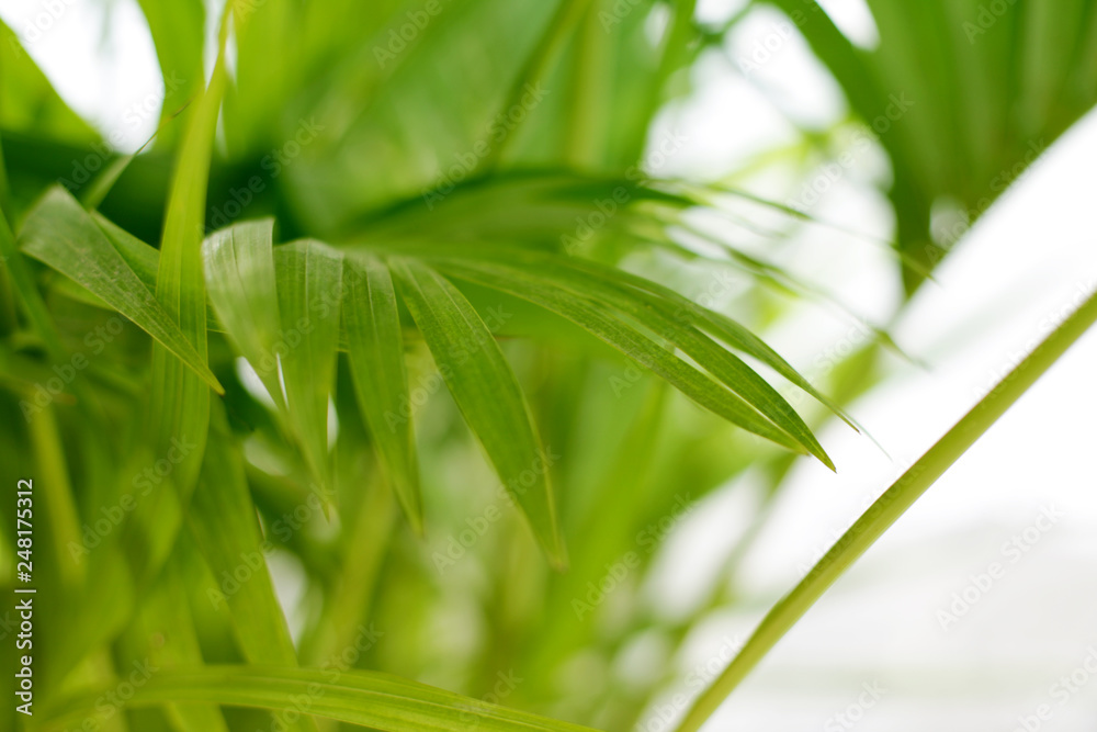 Palm leaf. Tropical plants. Nature background.