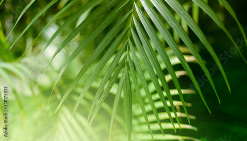 Fototapeta Naklejka Na Ścianę i Meble -   Palm leaf. Tropical plants. Nature blur background.